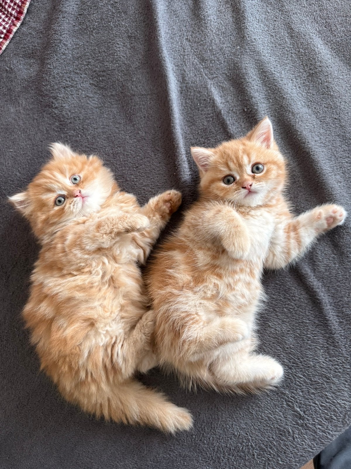 Britse katten, Kater