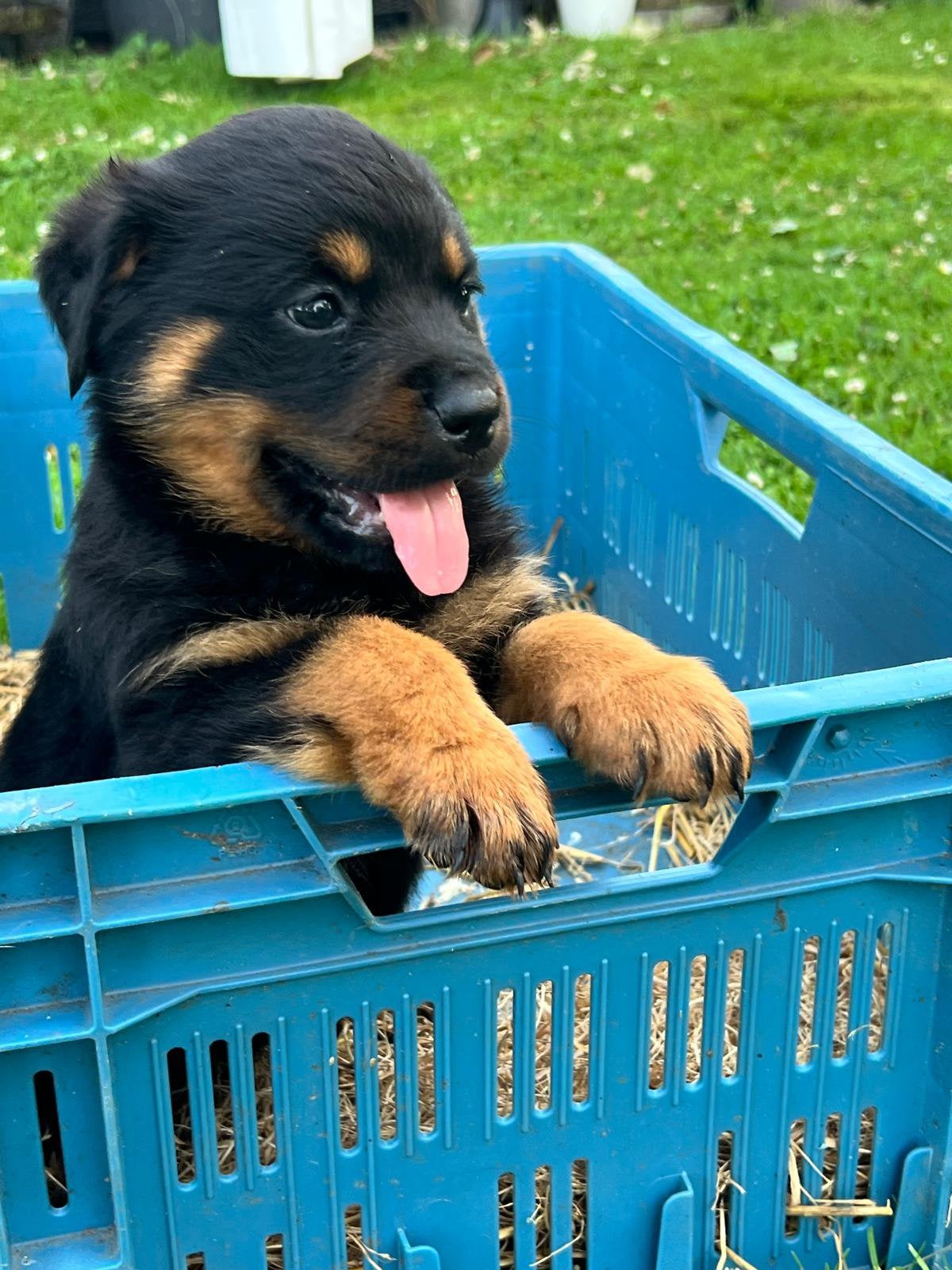 Rottweiler pups nestje, 8 tot 15 weken, Teef, Parvo, Meerdere