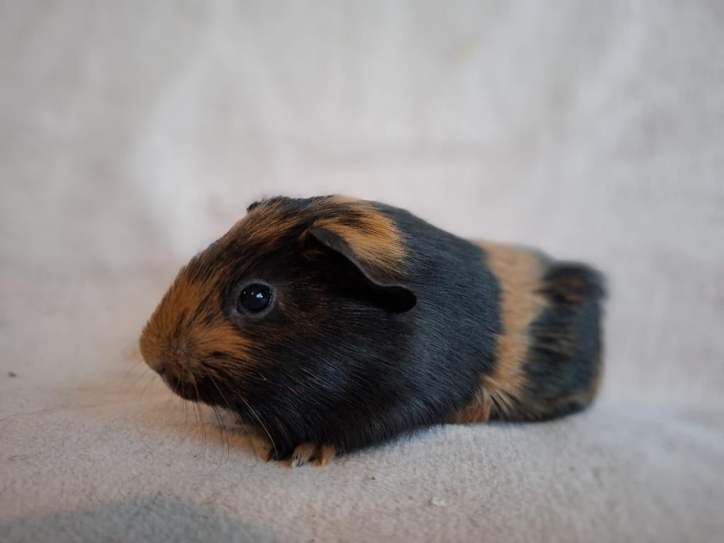 Lieve gladhaar cavia (beertje) te koop, Cavia, April, Mannelijk, Tam