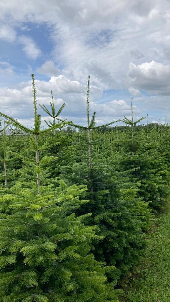 Kerstbomen Nordmann in Pot. 1.50-190 cmGezaagd 1.50-3.25 mtr, Overige soorten, 100 tot 250 cm, Zomer, Ophalen