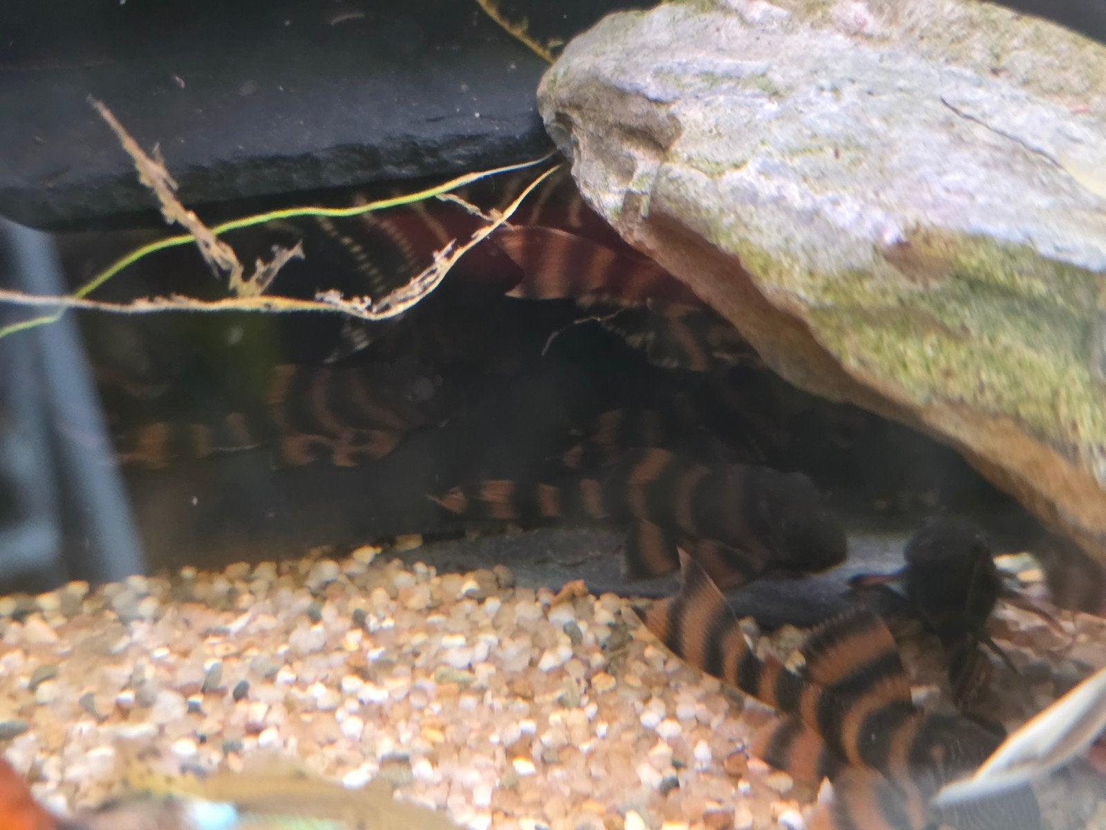 L397 jongen, Dieren en Toebehoren