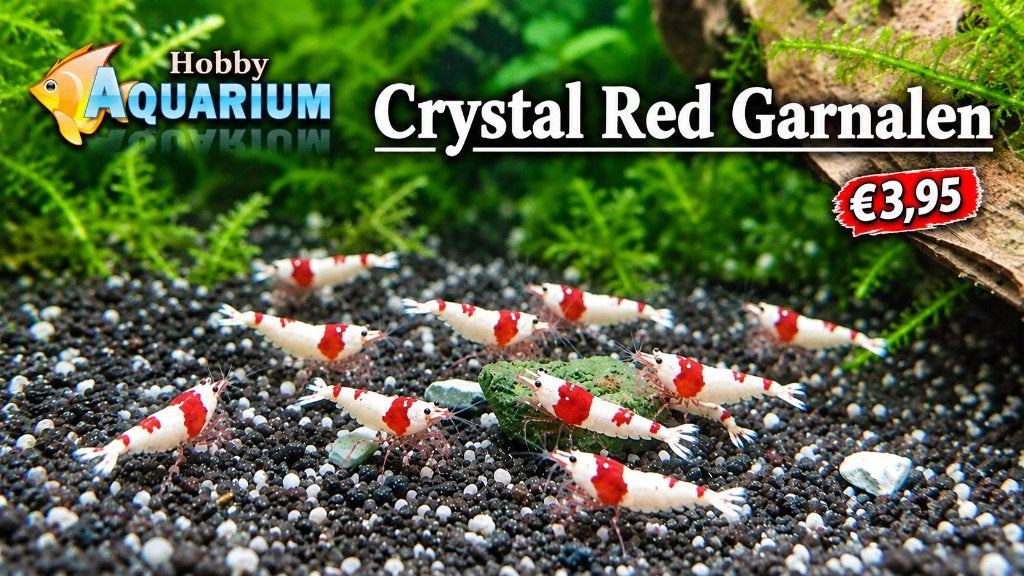 Hobbyaquarium weer op voorraad Crystal Red garnalen SS/SSS, Kreeft, Krab of Garnaal, Zoetwatervis, Schoolvis