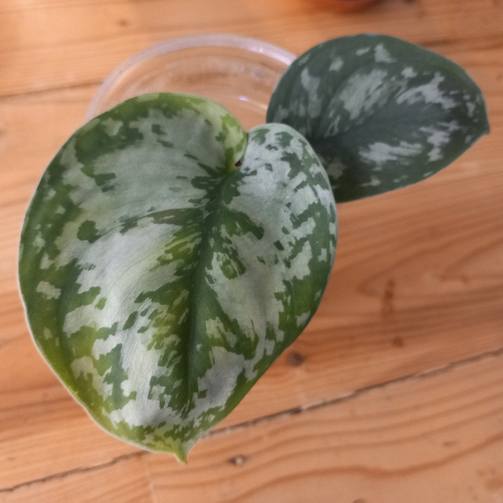 philodendron scindapsus exotica stek nr 79, Ophalen of Verzenden, Halfschaduw, Minder dan 100 cm