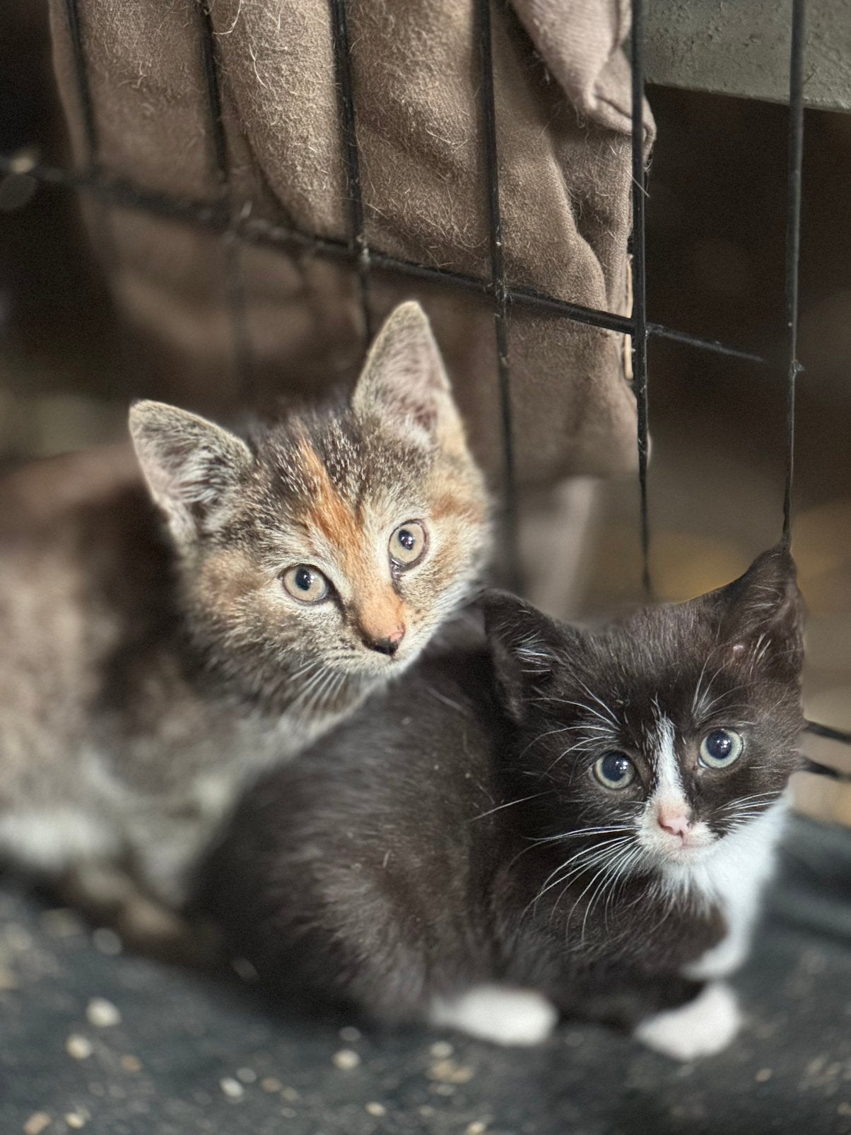 Boederij kittens te koop, Dieren en Toebehoren, Meerdere dieren, Kortharig, 0 tot 2 jaar