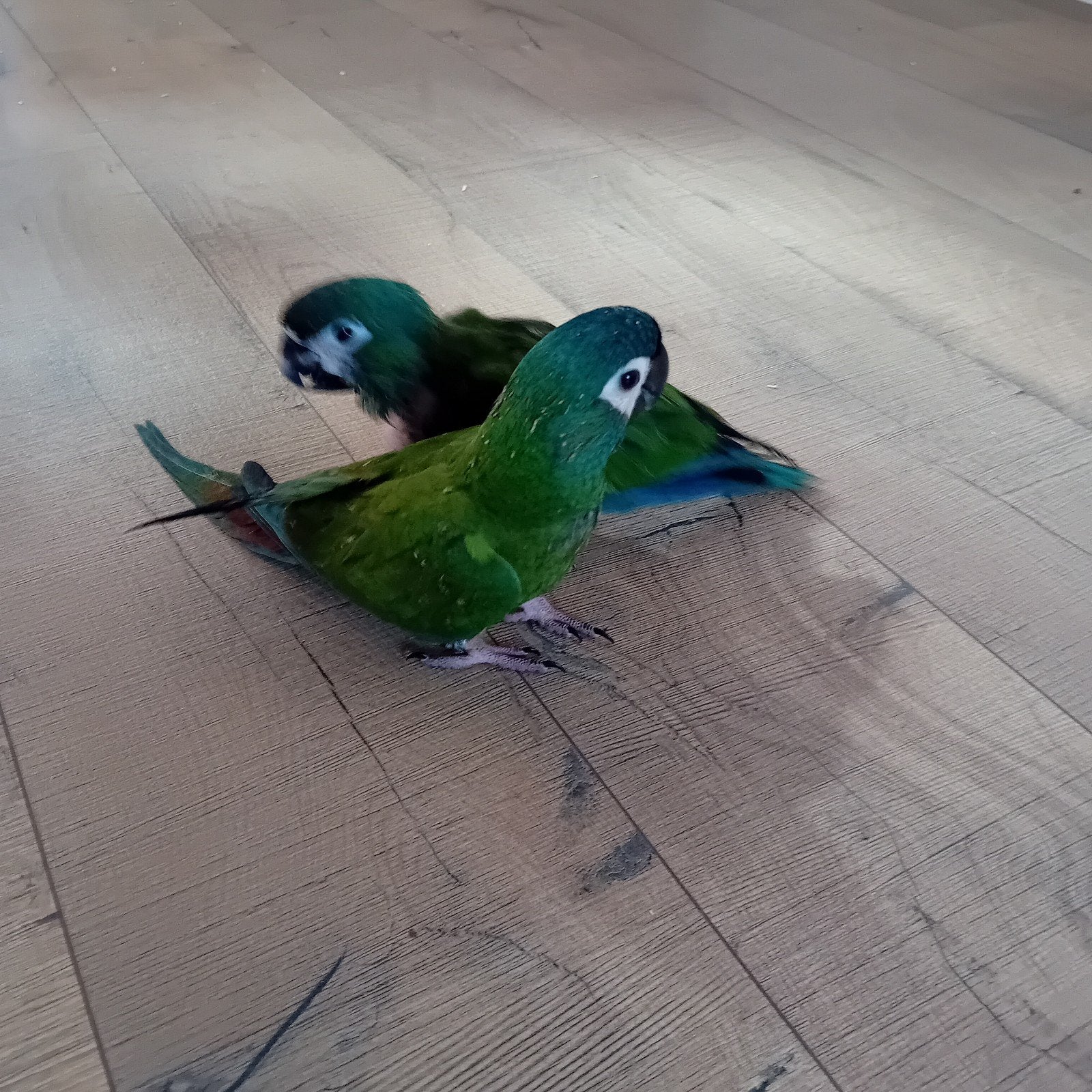 Ara maracana, Dieren en Toebehoren, Vogels | Parkieten en Papegaaien, Papegaai, Mannelijk, Tam, Geringd