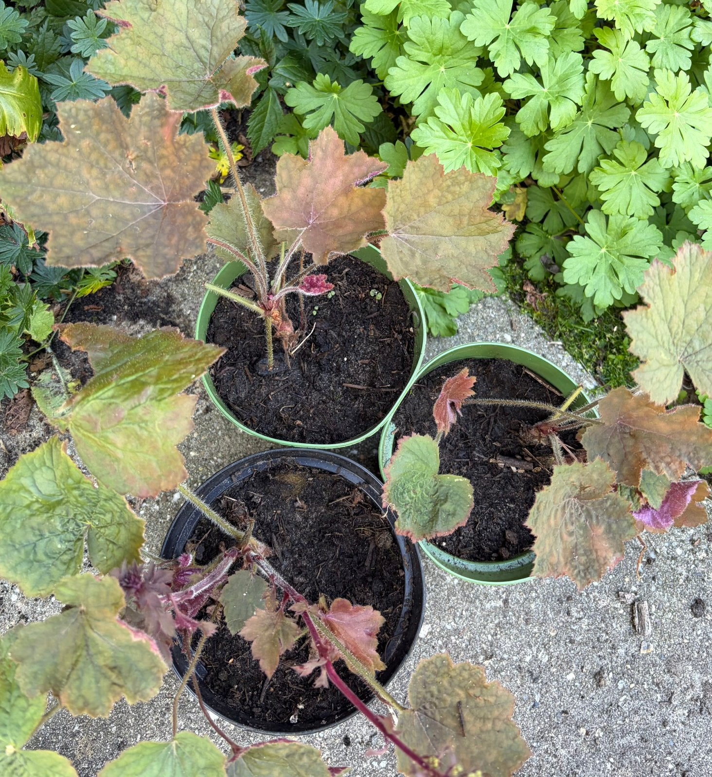 Heuchera Brownies, Ophalen, Overige soorten, Halfschaduw