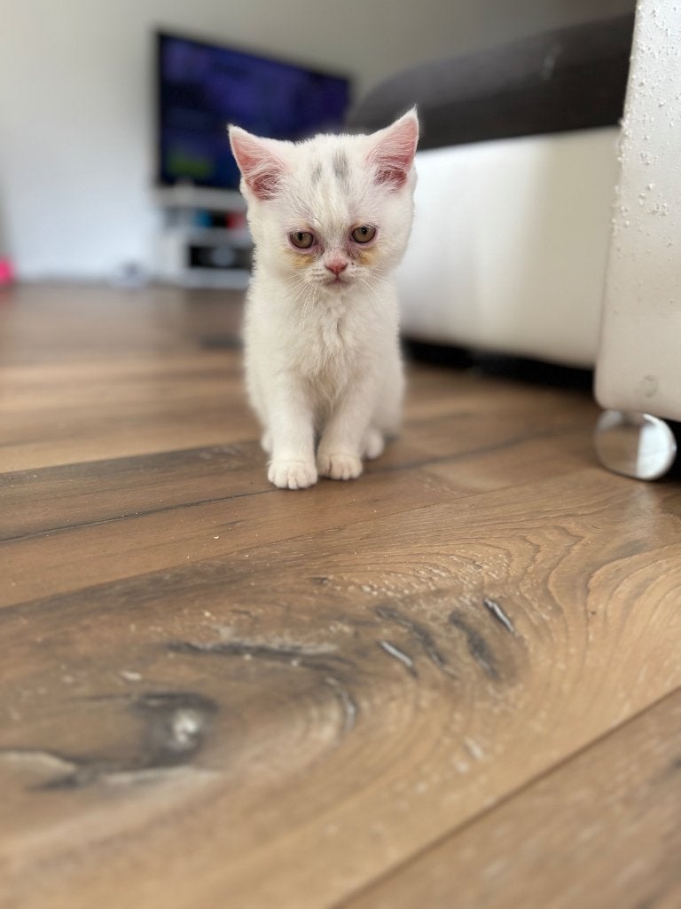 Kitten, 0 tot 2 jaar
