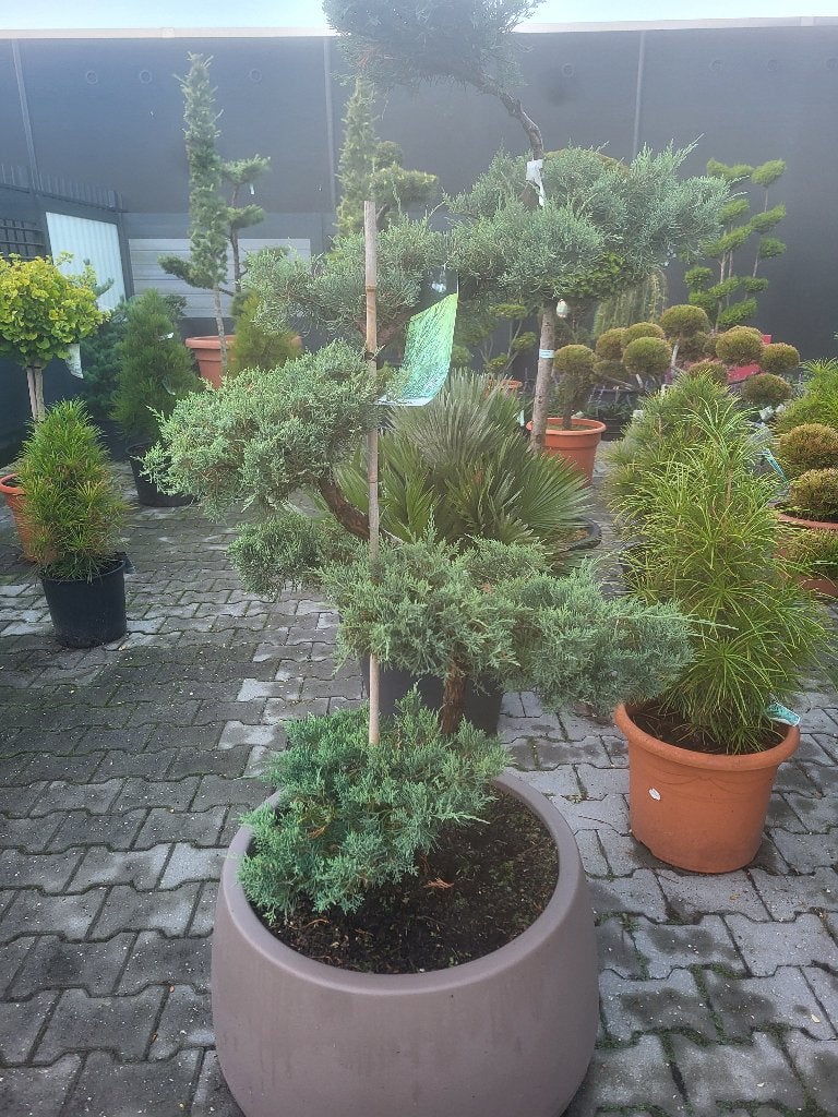 Juniperus virg. " Grey Owl" bonsai met bloembak, Bloeit niet, 100 tot 250 cm, Volle zon, In pot