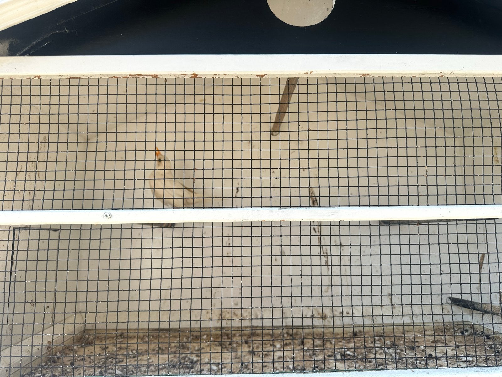 3 merels Te Koop, Mannelijk, Wildzangvogel, Geringd