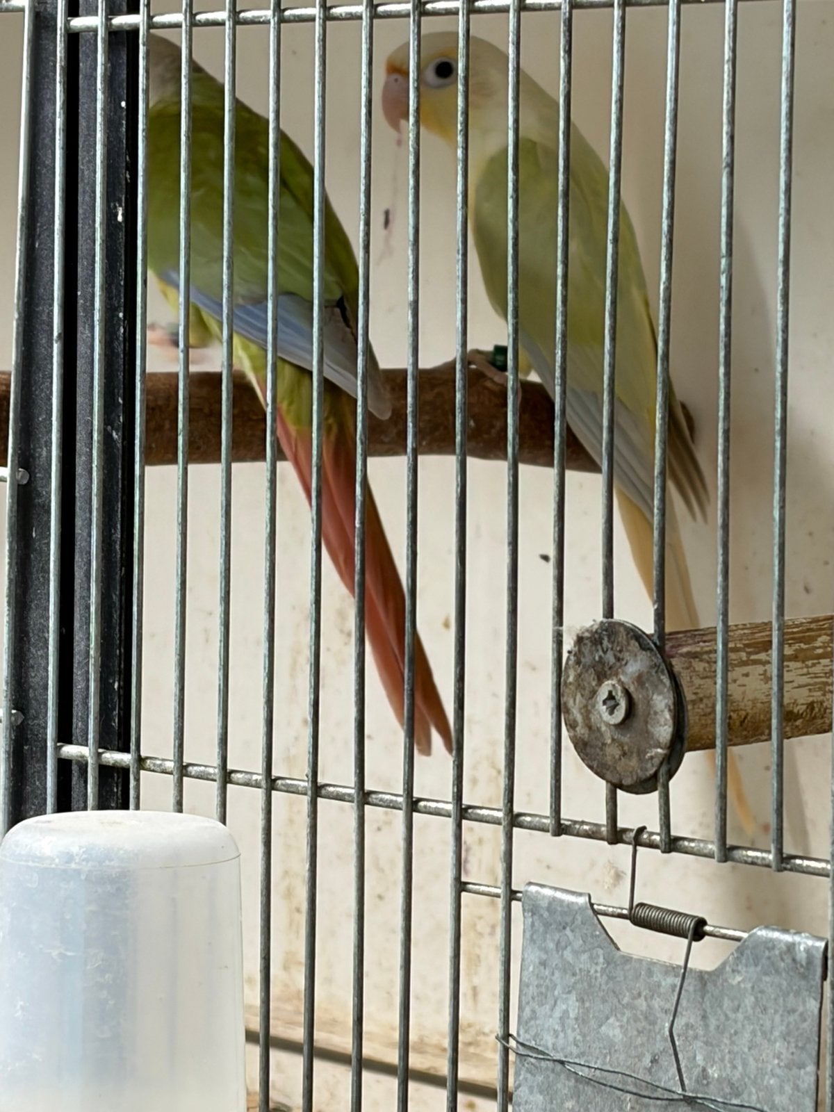 Te koop Pyrrhura, Meerdere dieren, Parkiet, Geringd