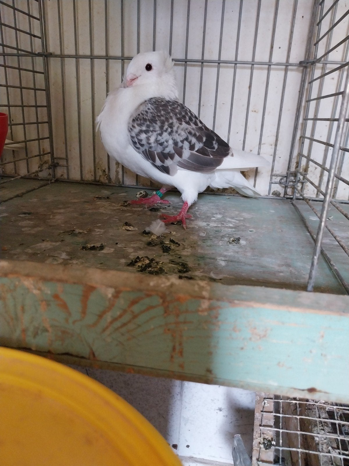 Oud hollandse meeuwen  4 koppels €50, Dieren en Toebehoren, Vogels | Duiven, Meerdere dieren, Overige soorten
