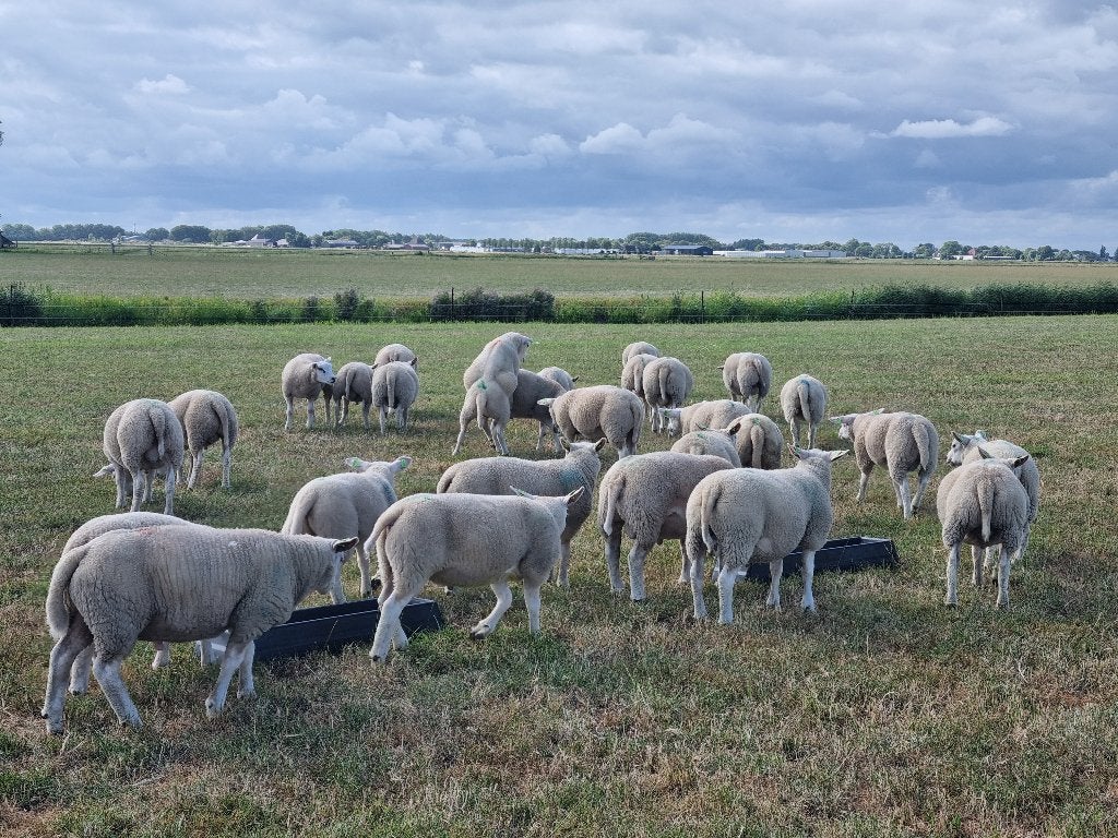 Engelse texelaar dekrammen, Mannelijk, Schaap, 0 tot 2 jaar