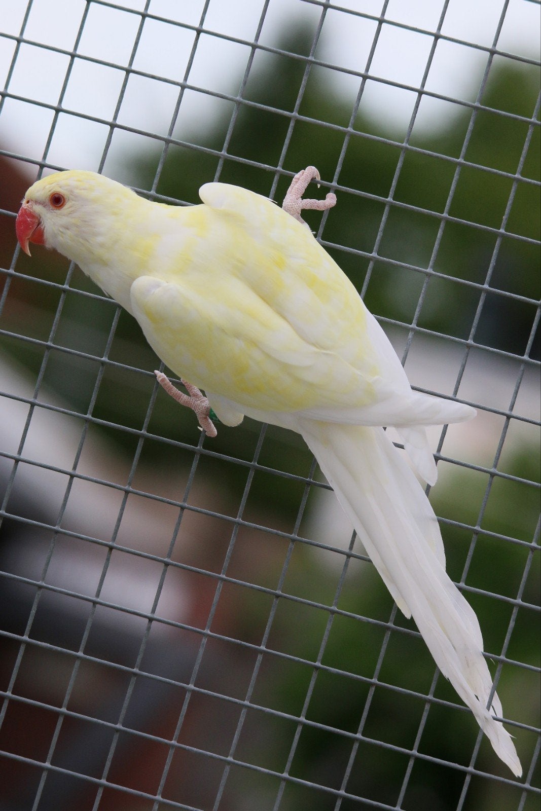 Halsbandparkiet Opaline Bleekstaart Turquoise Ino man 2026, Dieren en Toebehoren, Mannelijk, Parkiet, Geringd
