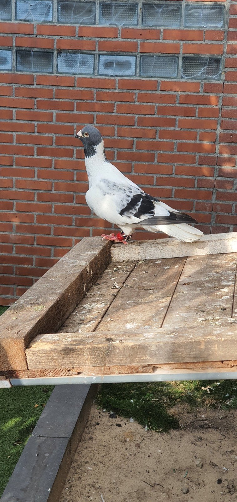 mooi koppel te koop, Dieren en Toebehoren, Meerdere dieren, Overige soorten
