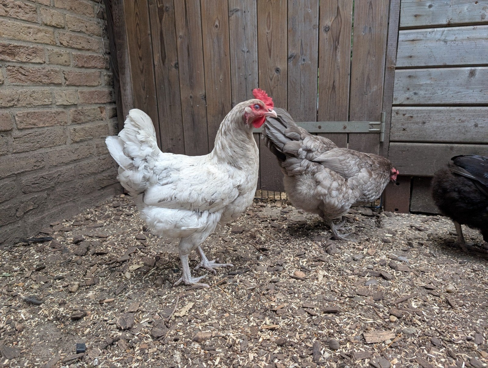 Twee bolstaart Araucana hennetjes en witte hen, Vrouwelijk, Kip