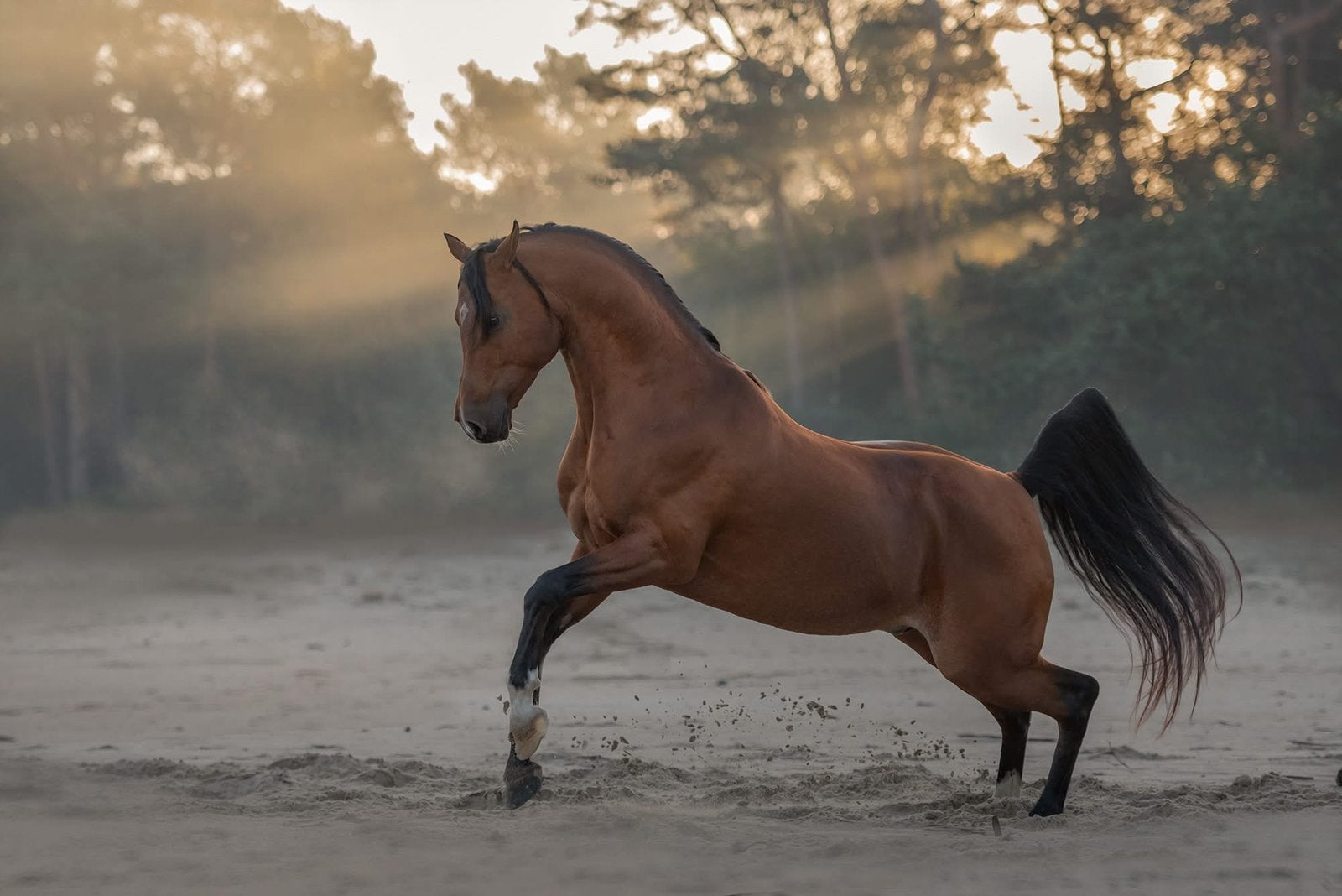 Laatste dekseizoen vers YANOUR HAYATI ox KEUR SPORT, Hengst