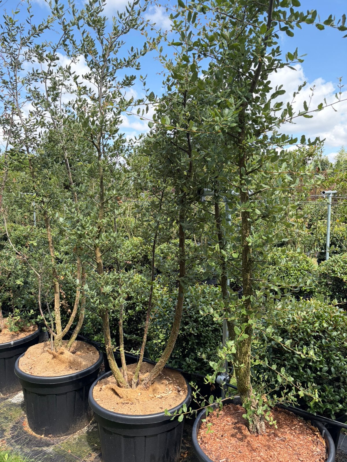 Kurkeik en steeneik Quercus meerstam tot 275cm hoog, Tuin en Terras, Overige soorten, Lente, 250 tot 400 cm, Ophalen