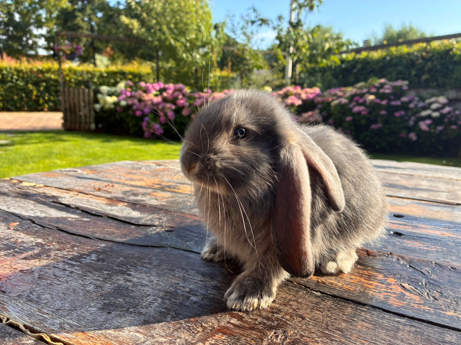 Prachtige raszuivere Franse Hangoren in mooie kleurtjes, Meerdere dieren, Groot