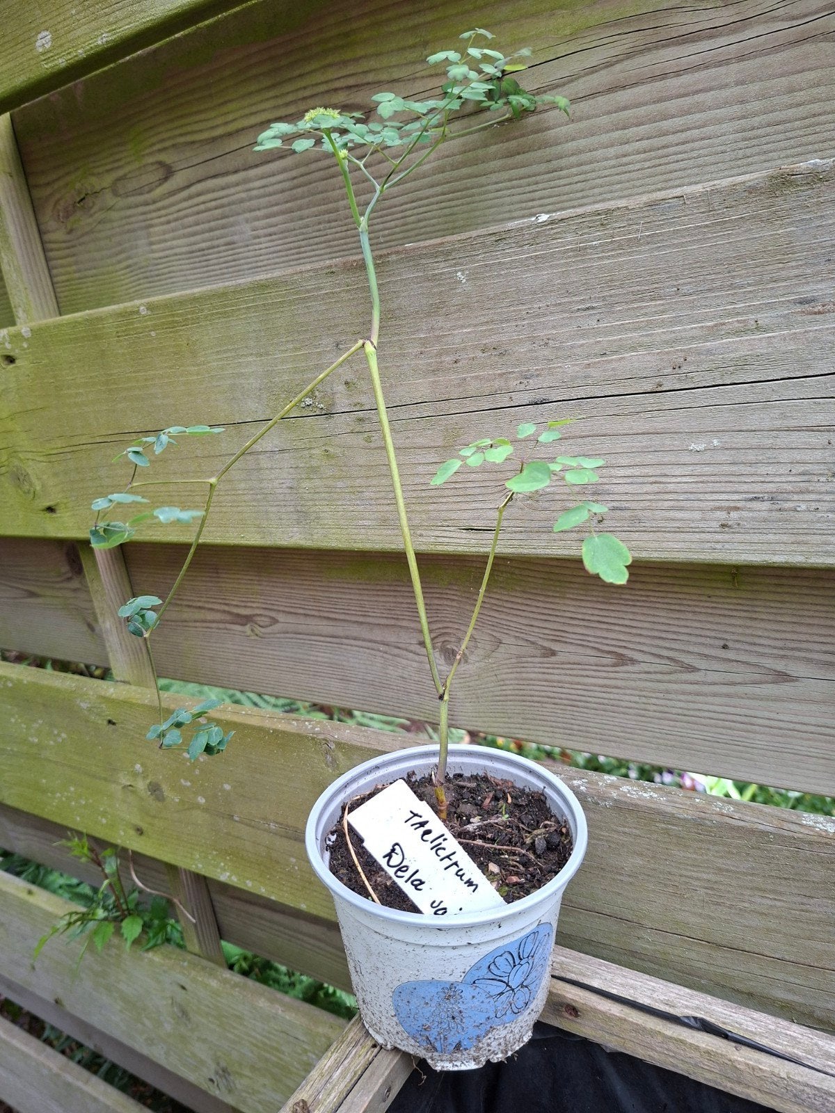 Ruit; Thalictrum delavayi, Ophalen