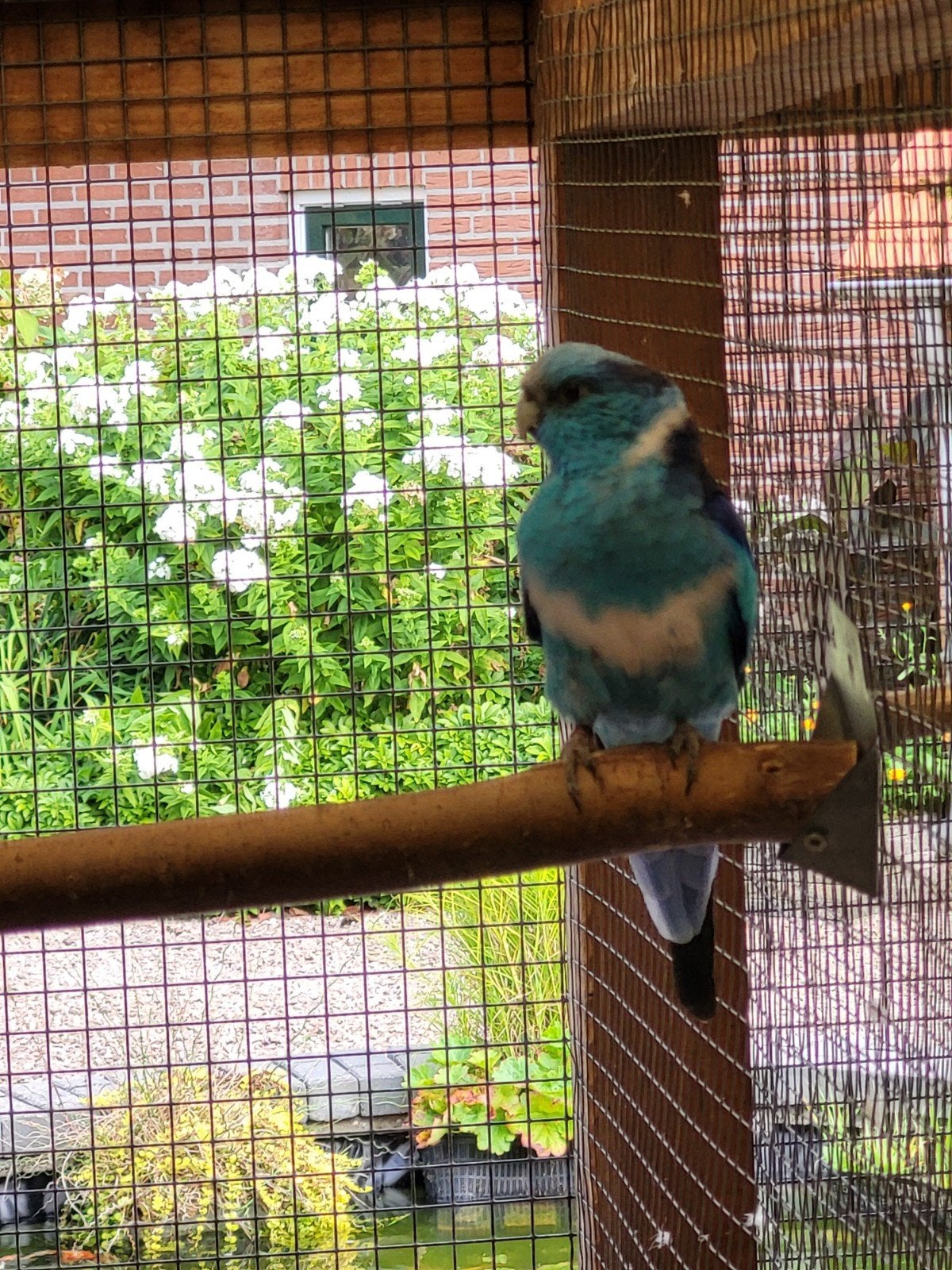 blauwe barnards, Dieren en Toebehoren, Vogels | Parkieten en Papegaaien, Meerdere dieren, Parkiet