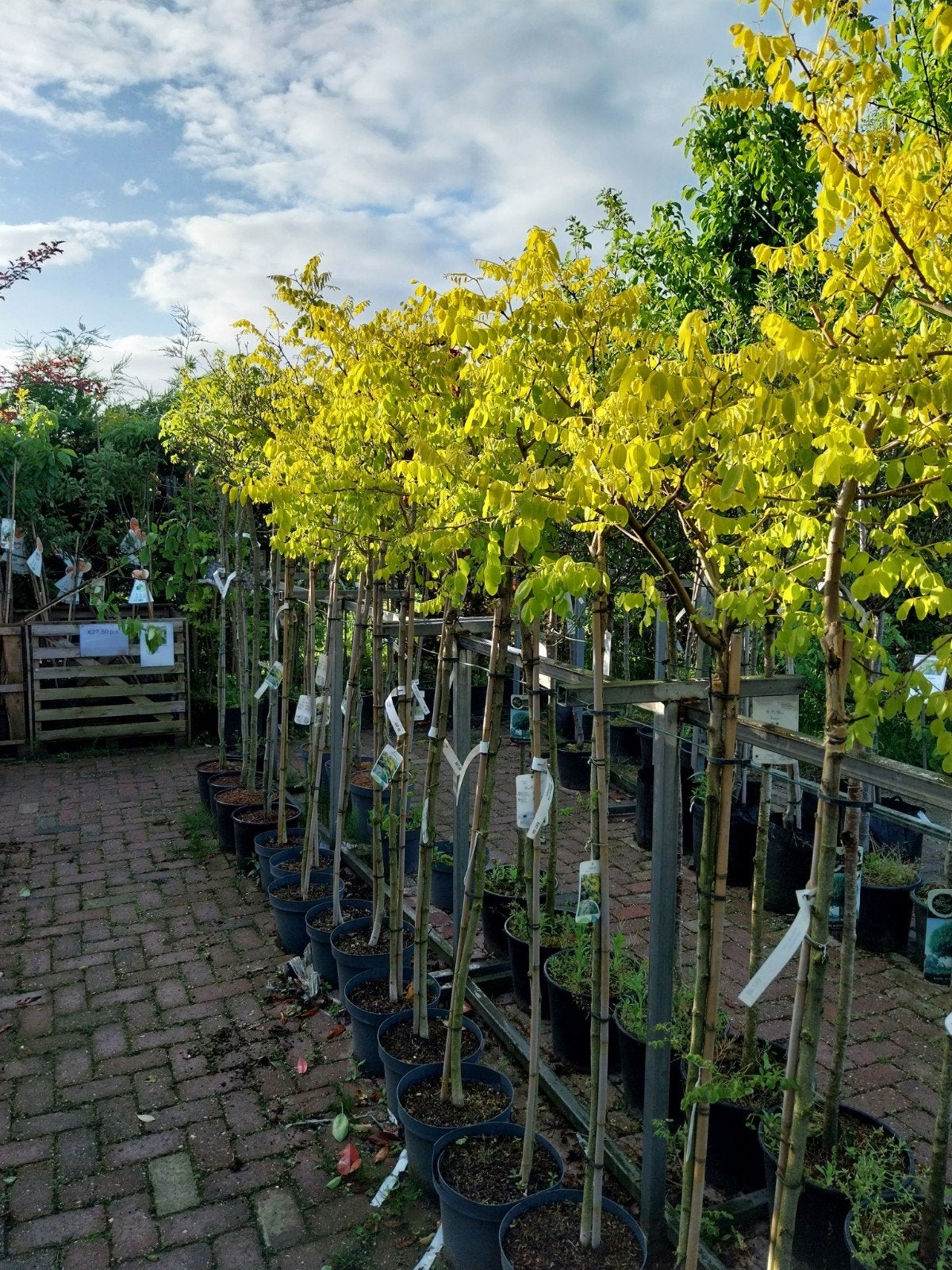 Robinia Frisia op stam - Prachtige gouden acacia, Overige soorten, Lente, 250 tot 400 cm, Ophalen