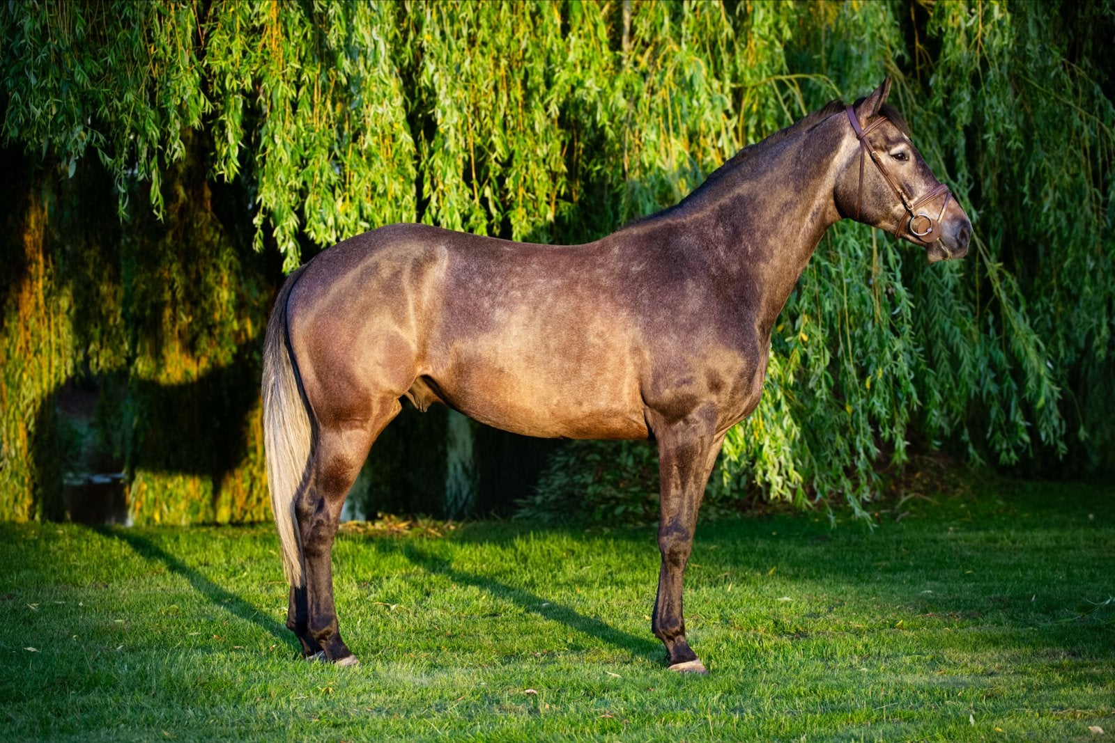 5 jarige ruin Arezzo VDL x Mr. Blue fijn springpaard., Dieren en Toebehoren, Paarden, Springpaard, Met stamboom, Ruin, 3 tot 6 jaar