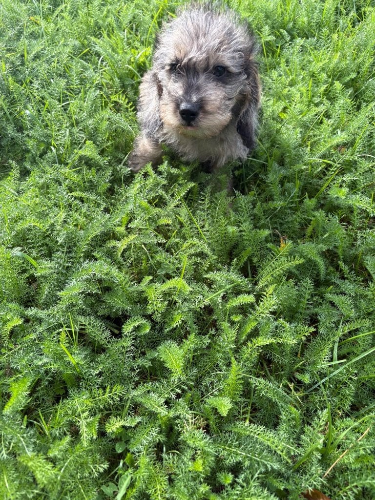 LIEVE DOXIPOO REUTJES ZOEKEN EEN GOUDEN MANDJE, Reu, CDV (hondenziekte), 8 tot 15 weken, Dwerg