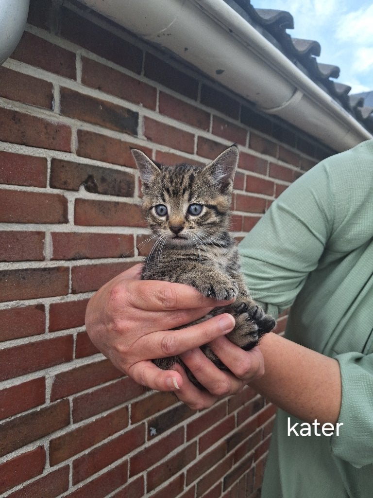 Kittens te koop, Kater, Kortharig, 0 tot 2 jaar