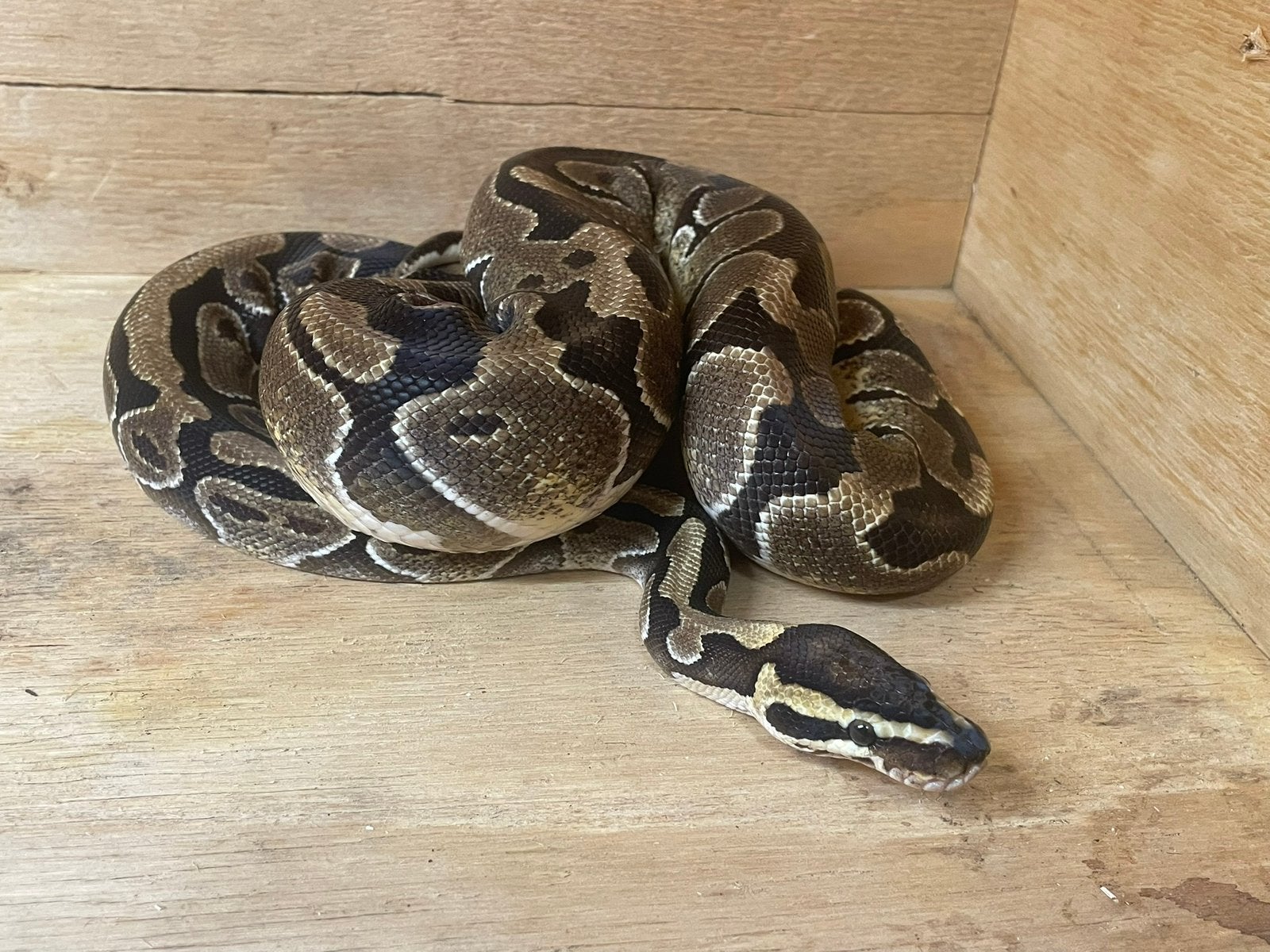 Koningspython man wildkleur 2023, Dieren en Toebehoren, Reptielen en Amfibieën, Slang, Tam, 3 tot 6 jaar