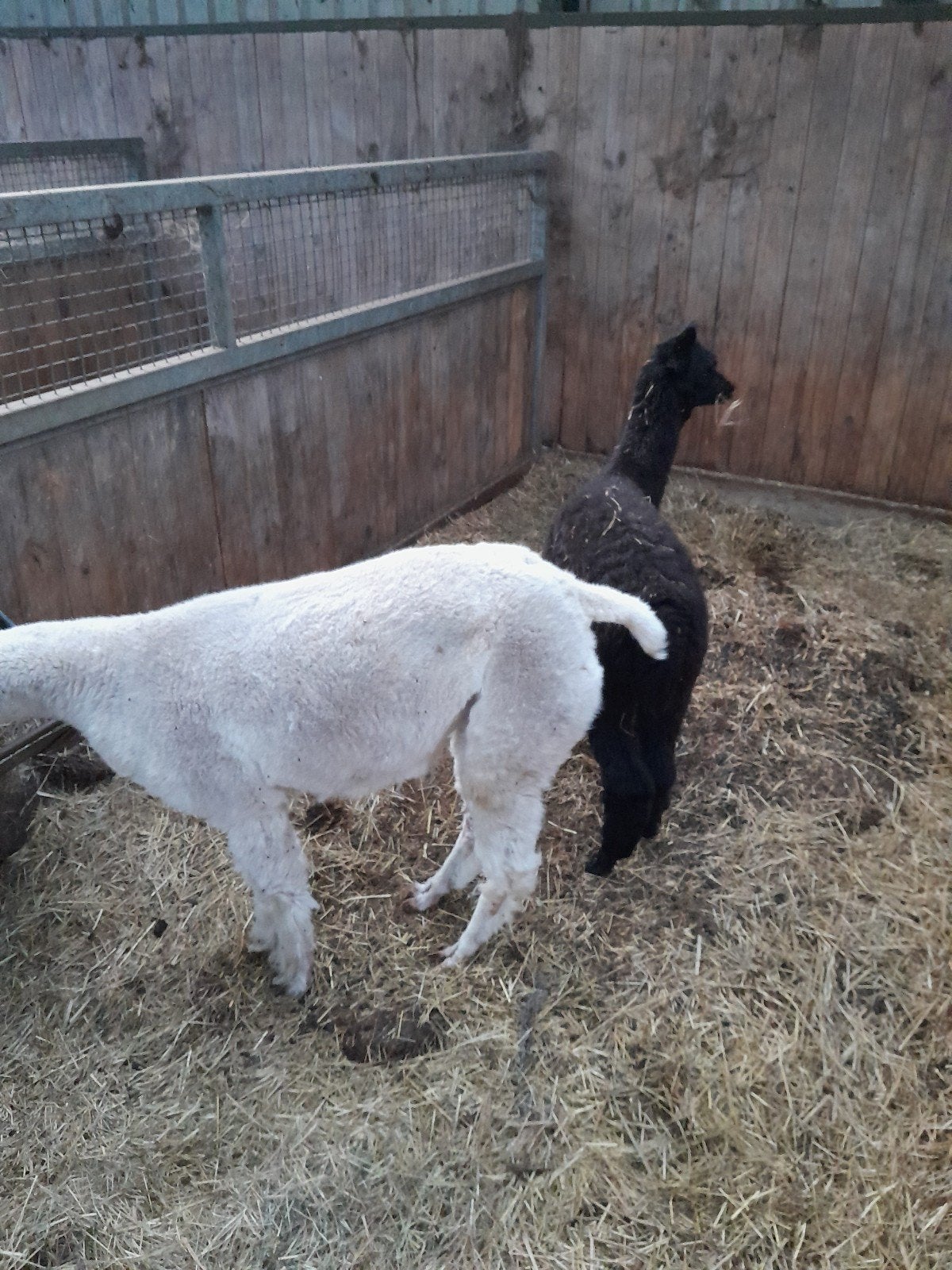 alpaca merrie en veulen, Dieren en Toebehoren, Schapen, Geiten en Varkens, Vrouwelijk, Geit