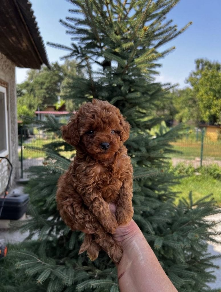 Toy Poedel, Poedel, 15 weken tot 1 jaar, Parvo, Meerdere