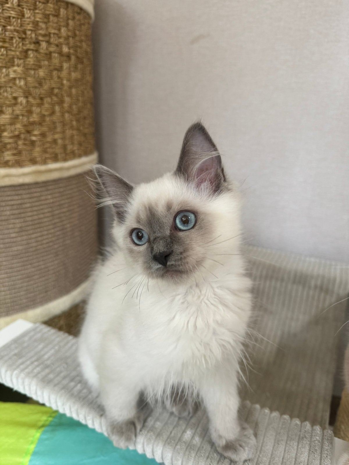Ragdoll kitten met stamboom, Kater, Met stamboom, 0 tot 2 jaar
