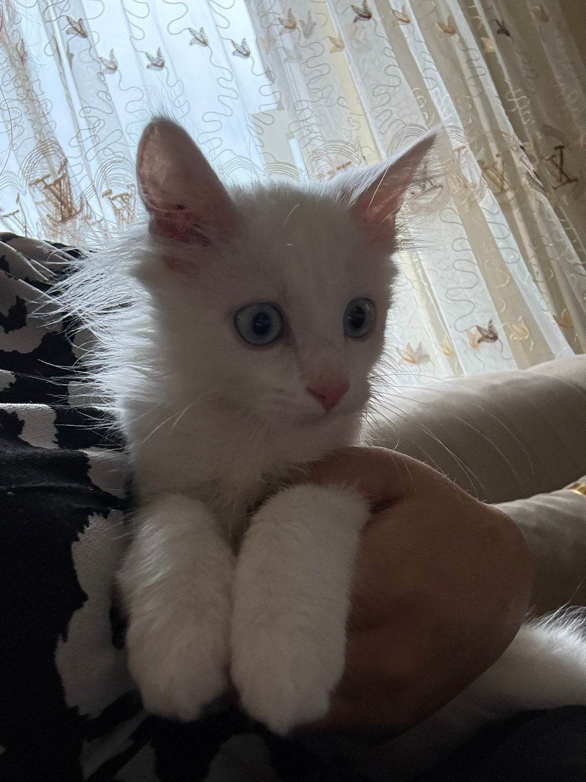 Baby Kitten, Kater