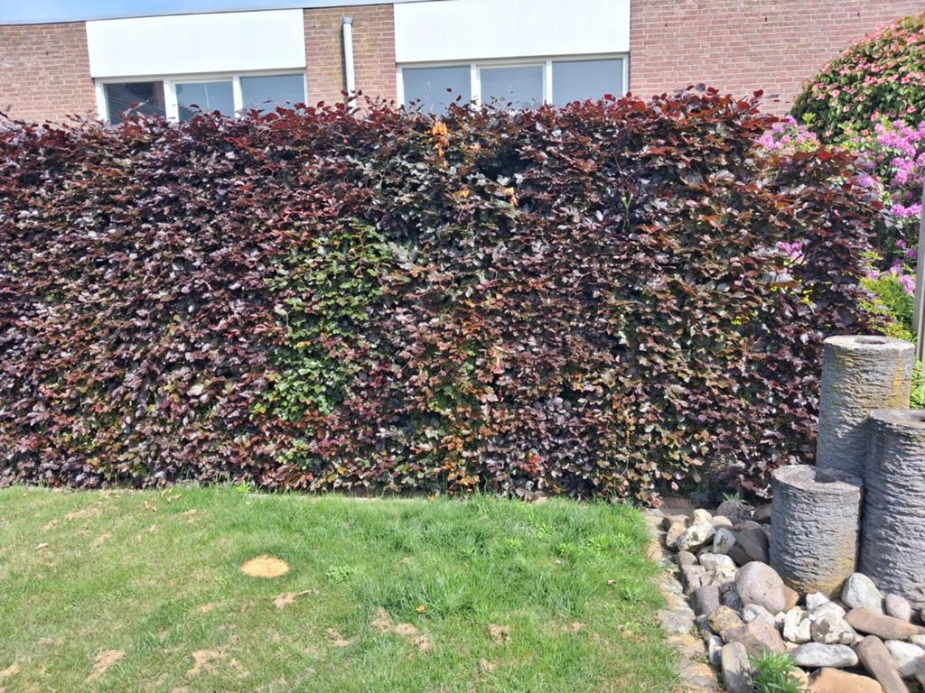 Rode beukenhaag - 7.20m lang, 1.90m hoog - Zelf uitgraven, Ophalen