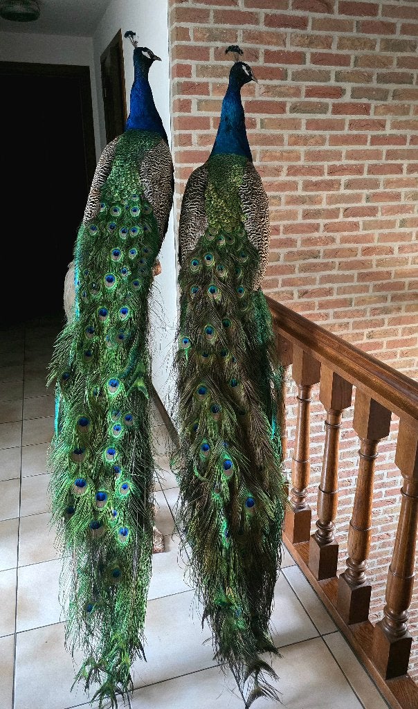 te koop: opgezette prachtige pauwen,  jufferkraanvogel, Ophalen, Nieuw, Vogel, Opgezet dier