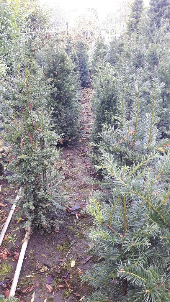 Taxus baccata, Ophalen, Taxus, Minder dan 100 cm