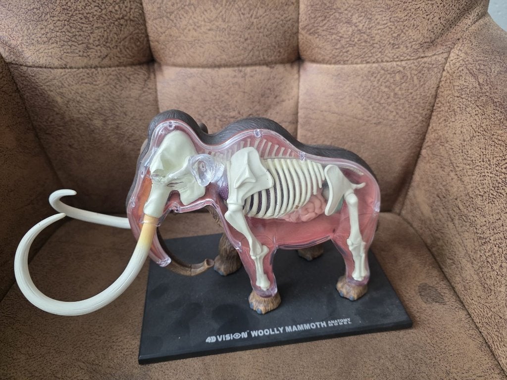 4D Vision Mammoet Anatomie Model (Compleet), Ophalen of Verzenden, Zo goed als nieuw