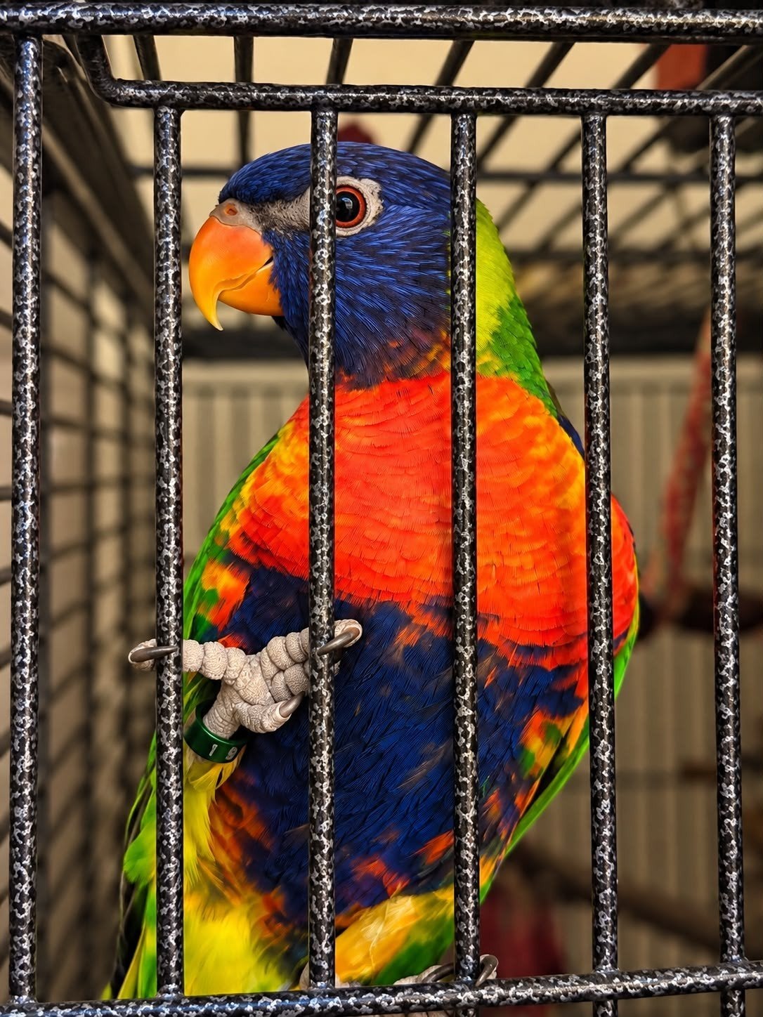 prachtige en tamme "Lori van de blauwe bergen" met kooi, Dieren en Toebehoren, Geslacht onbekend, Papegaai, Pratend