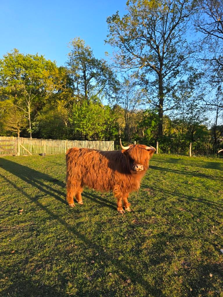 Schotse hooglander koe te koop., Dieren en Toebehoren, Vrouwelijk
