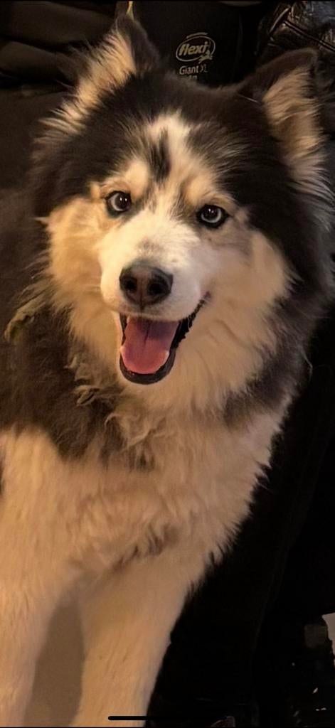 Meerdere huskeys ter overnamen, Parvo, Meerdere, 3 tot 5 jaar, Nederland