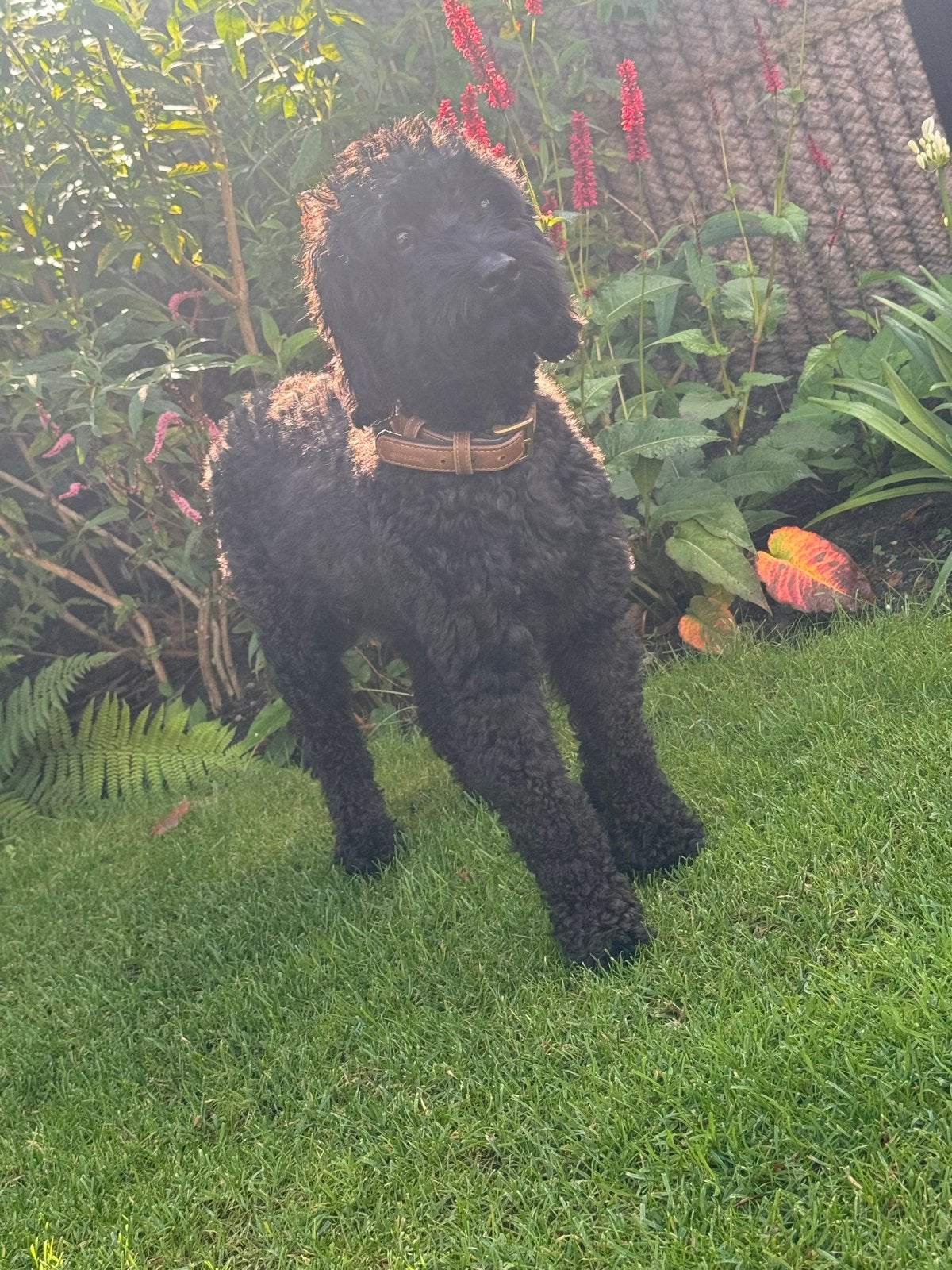 Half australian labradoodle pups., 8 tot 15 weken, Meerdere, Meerdere dieren, CDV (hondenziekte)