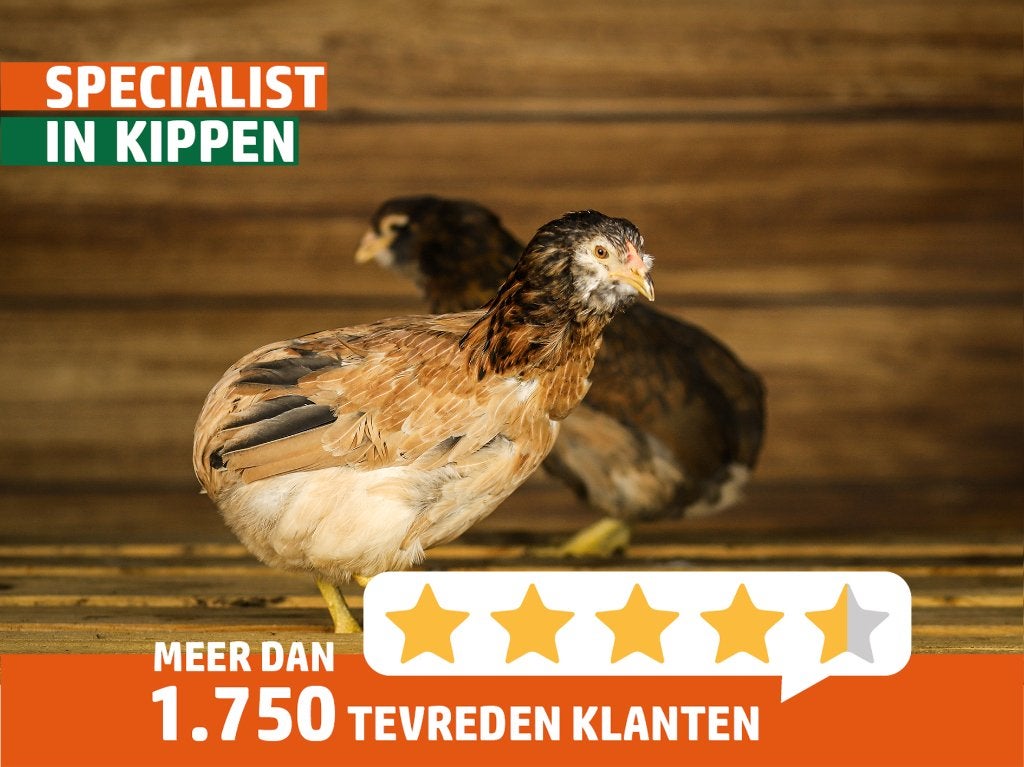 Araucana kippen | Gekleurde eieren | Passend advies, Dieren en Toebehoren, Pluimvee, Vrouwelijk, Kip