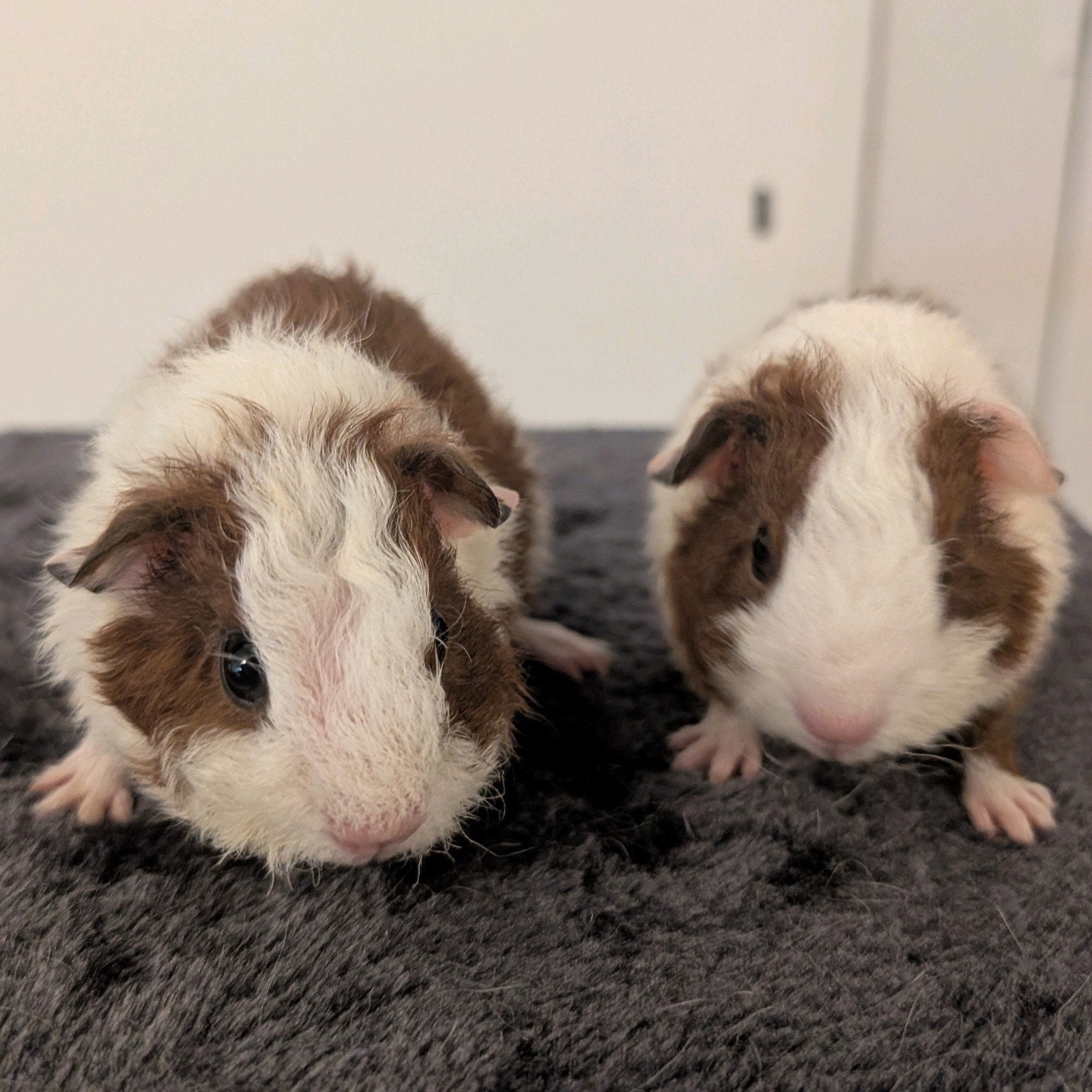 Rex Cavia 2 Beertjes, Cavia, Mannelijk, Juli, Tam