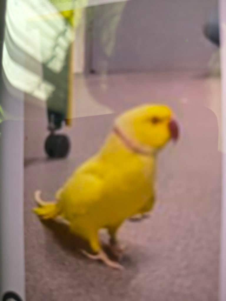 Halsband parkiet, Dieren en Toebehoren, Vogels | Parkieten en Papegaaien, Mannelijk, Parkiet, Tam