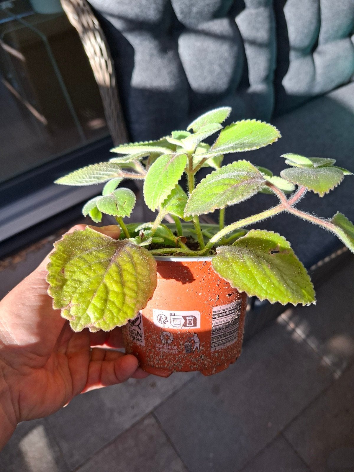 mexicaanse oregano, Ophalen of Verzenden, Minder dan 100 cm, Overige soorten, Zomer