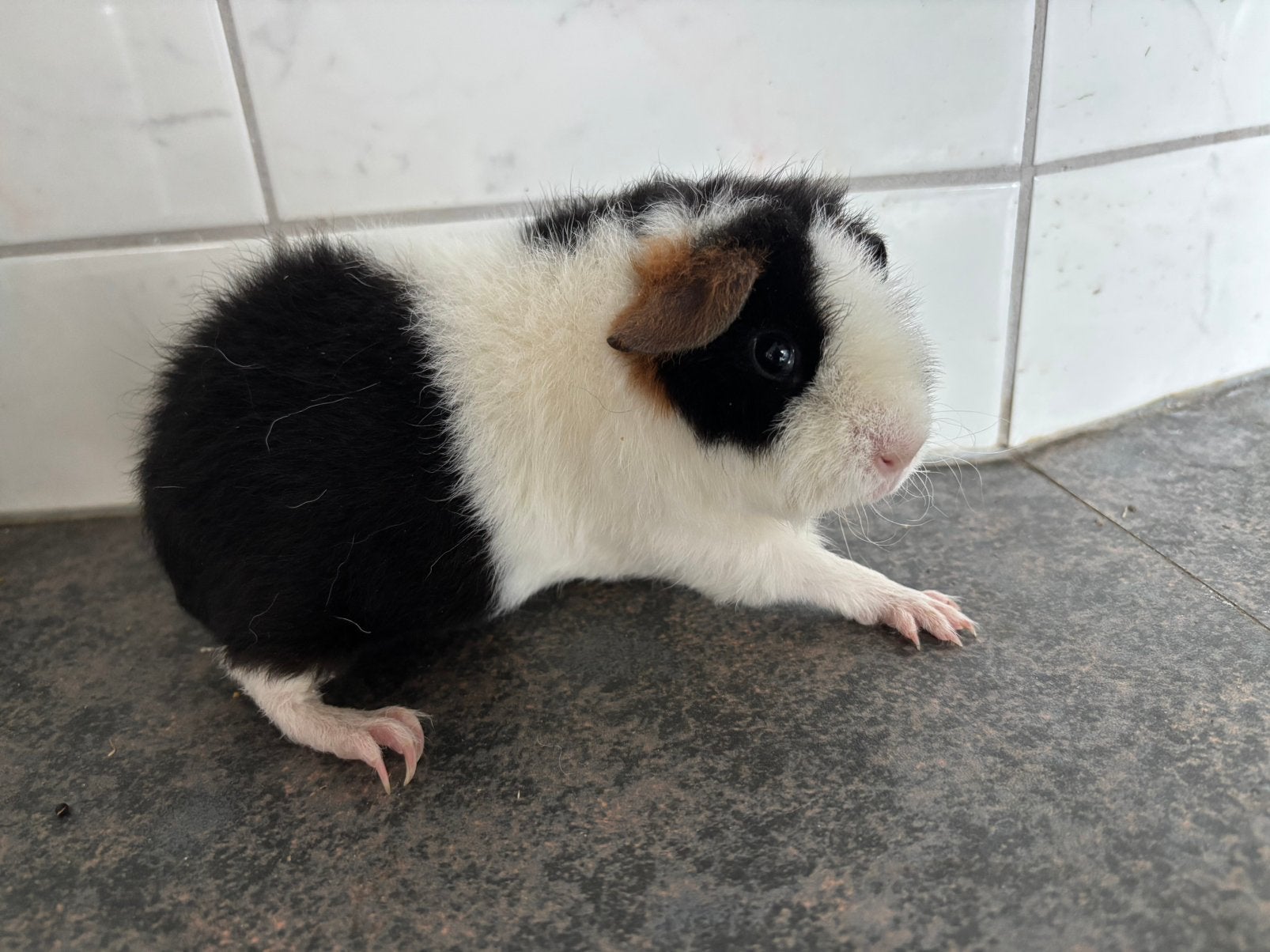 US-teddy cavia zeugjes zwart-rood-wit slate dragend, Dieren en Toebehoren, Knaagdieren, Cavia, Juni, Vrouwelijk, Tam