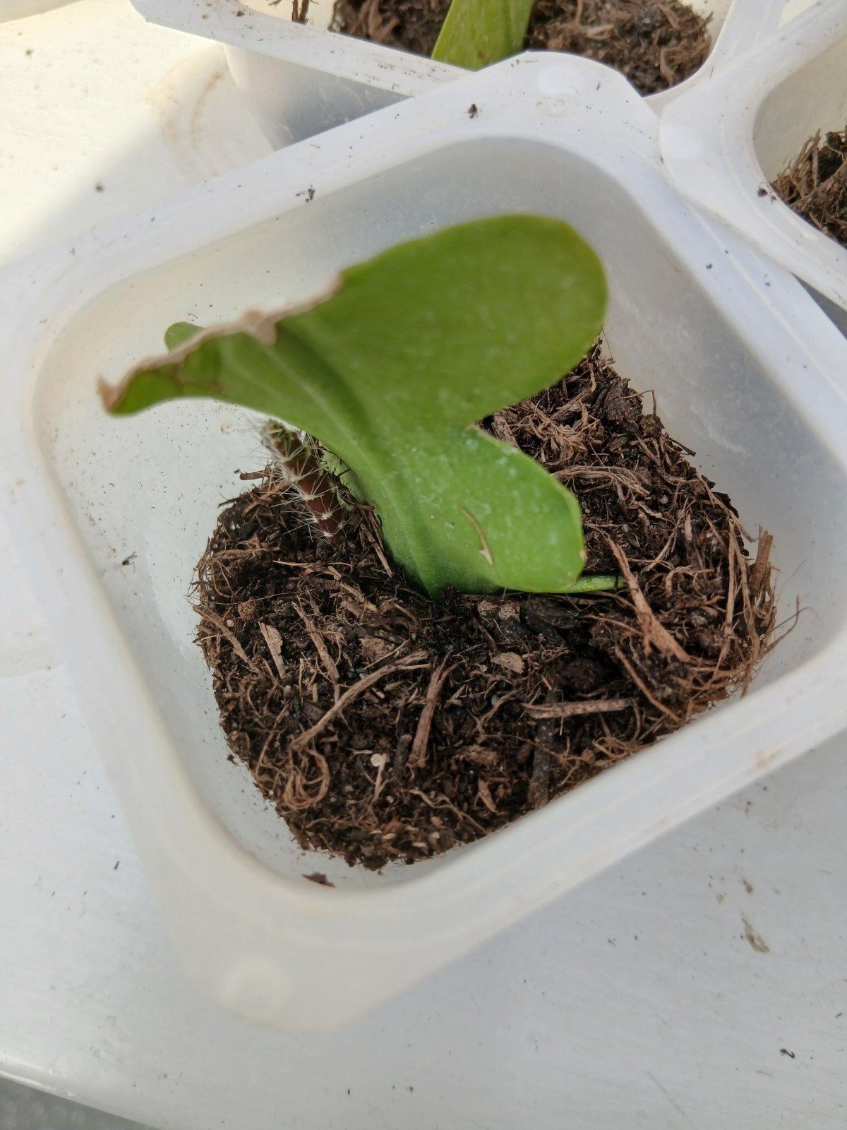 Zaagcactus stekje met verse groeispurt. 3 stuks, Huis en Inrichting, Ophalen, Halfschaduw, Minder dan 100 cm