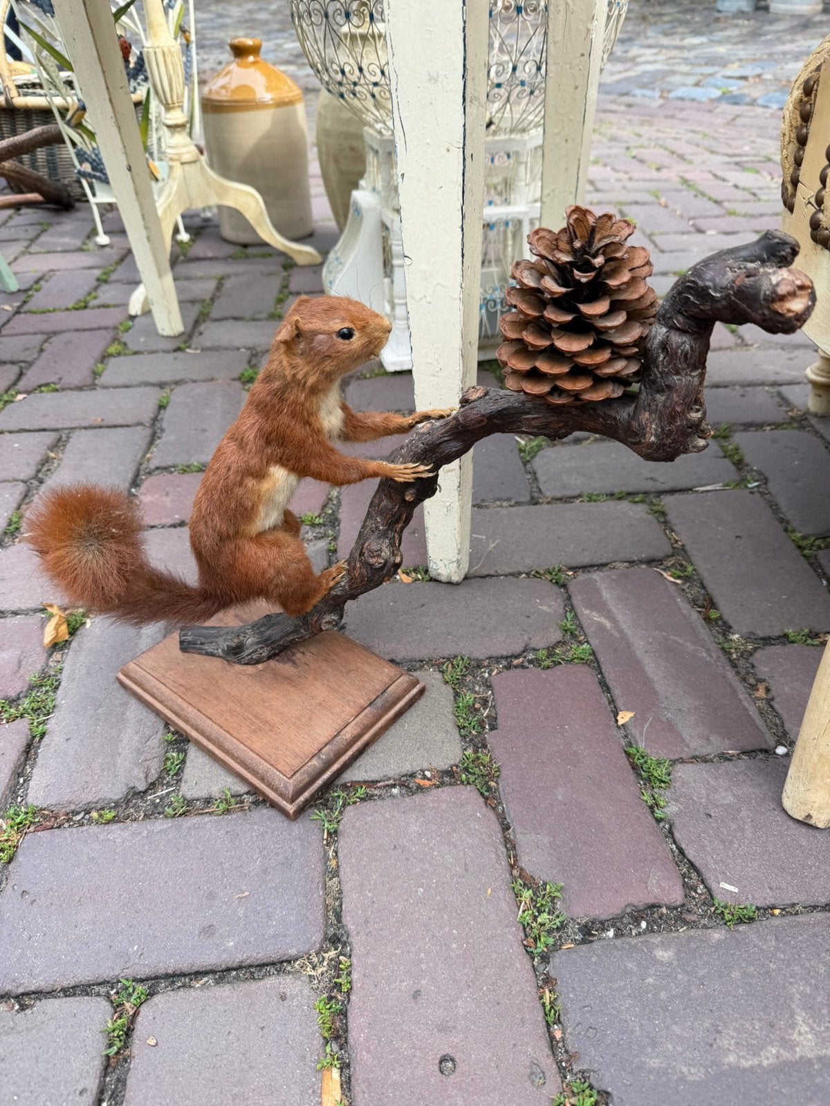 Mooi eekhoorntje taxidermie, Ophalen of Verzenden