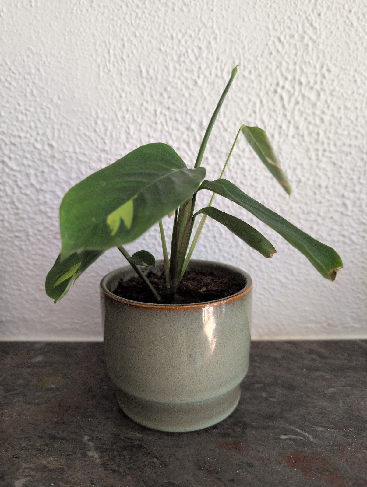 Kleine kamerplant in pot, Huis en Inrichting, Kamerplanten, Ophalen
