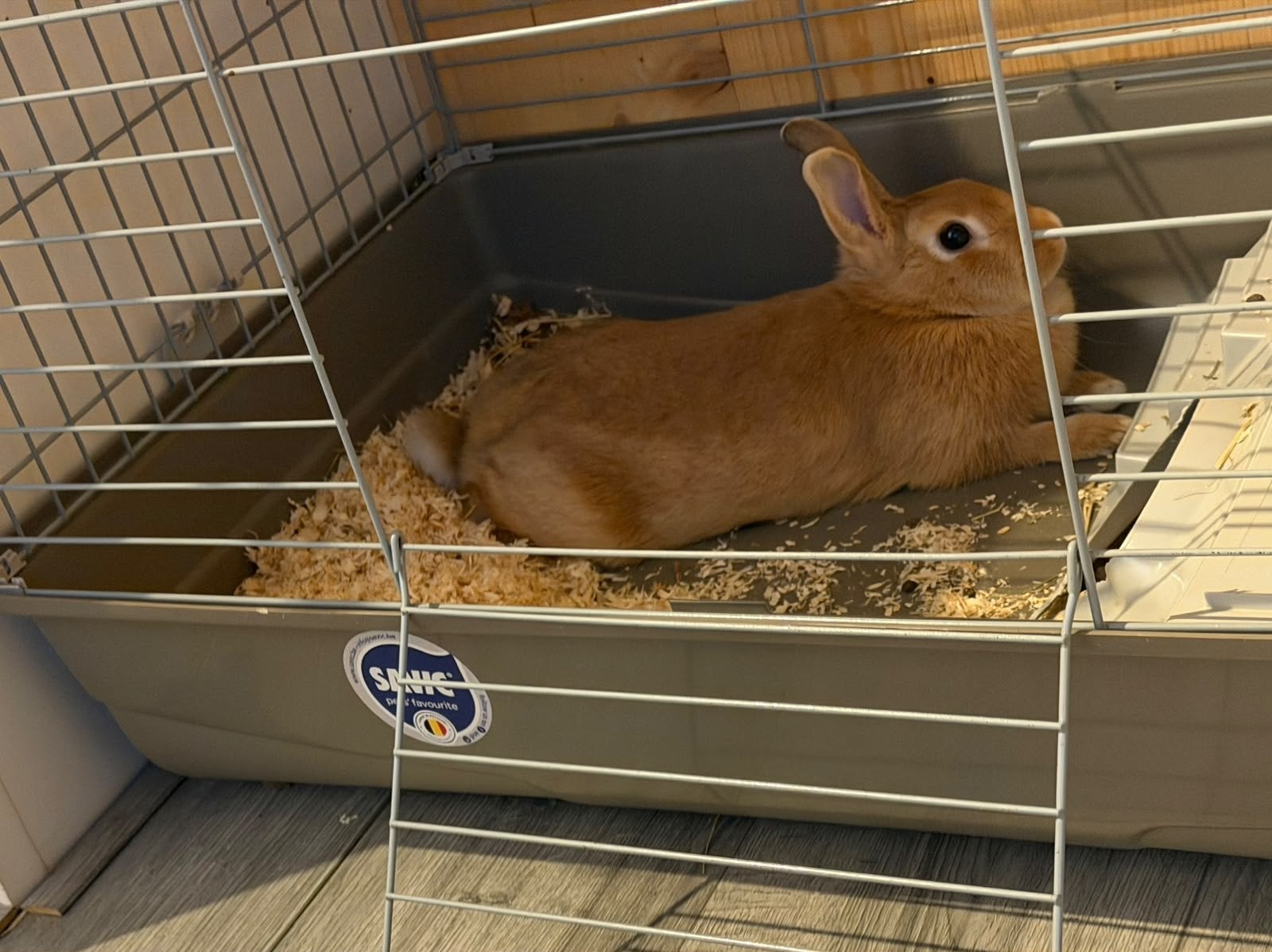 Lief konijntje GRATIS, Dieren en Toebehoren, Ophalen, Zo goed als nieuw